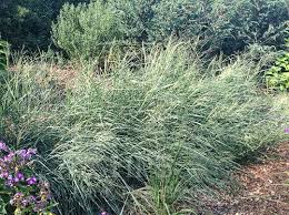 Image result for Cynodon aethiopicus