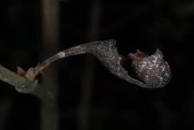 Image result for Oxyanthus latifolius