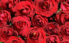 Kết quả hình ảnh cho hình ảnh hoa hồng