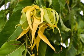 Image result for Cananga