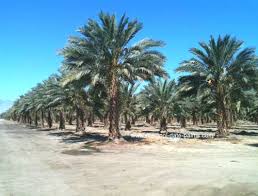 Shields would give his lecture in the garden. Medjool Date Palm