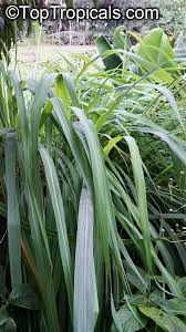 Image result for Cymbopogon pospischilii