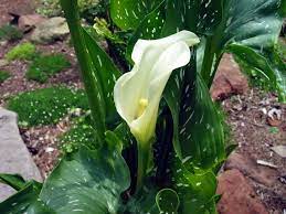 The spots often have purple margins. White Spotted Leaf Calla Lily Zantedeschia Albomaculata In The Callas Database Garden Org