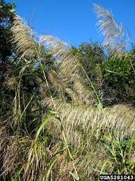 Image result for Sericorema remotiflora