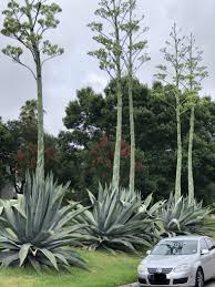 Image result for Agave americana