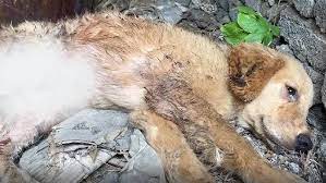 A Dog Was Injured In A Car Accident And Its Legs Were Injured. It Was  Cruelly Abandoned By Its Owner - YouTube