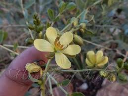 Image result for Senna italica