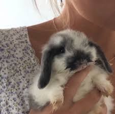 Dogs Dogs Aesthetic Dogs And Puppies Dogs Quotes In 2020 Cute Little Animals Cute Animals Cute Baby Animals
