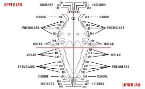 How Many Teeth Do Dogs Have All Dog Dental Questions