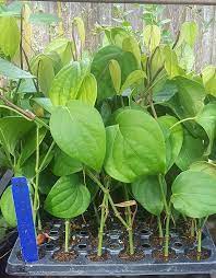 We did not find results for: Amazon Com Black Pepper Plants Piper Nigrum Choose Four 4 Or 8 Plants 4 Garden Outdoor Black Pepper Plant Pepper Plants Plants