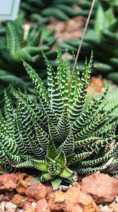 Patrick Oatman naked revealing every inch of his physical perfection for your gaze