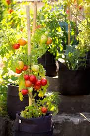 Les treillis profitez des treillis qui recouvrent parfois les balcons pour les exploiter avec des plantes grimpantes. Cultiver Un Potager Sur Son Balcon Magazine Mon Quartier