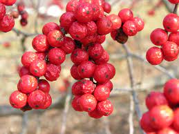 Did anyone make a winterberry bush location map? Ilex Verticillata Wikipedia