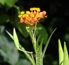 Image result for Asclepias curassavica