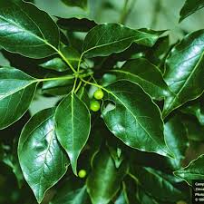 Camphor trees in the landscape grow very big, very fast, making some homeowners happy, others uncomfortable. Center For Aquatic And Invasive Plants University Of Florida Ifas