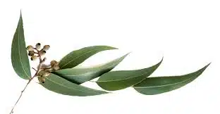 فواید دمنوش اکالیپتوس
