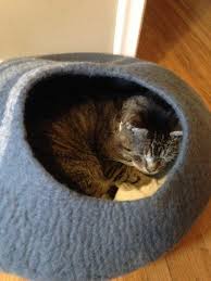 This disease triggers severe anemia and suppresses the cat's immune. My Cat Has Squamous Cell Carcinoma Dr Justine Lee America S Veterinarian Dr Justine Lee