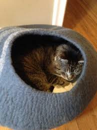 The cat has to be bitten for it to work. My Cat Has Squamous Cell Carcinoma Dr Justine Lee America S Veterinarian Dr Justine Lee