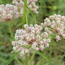 Image result for Asclepias palustris