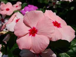 Pin Di Catharanthus Roseus