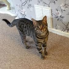 A kitten and an older cat aren't necessarily going to play together even after they've been introduced. Cp Glasgow Branch On Twitter Lost Help Tiger An 8 Month Old Tabby Male Kitten Is Missing From Prospecthill Place In Toryglen Glasgow Full Details Are Here Https T Co 5wzf6bx88w Lostcats Glasgow Https T Co Ziqwxznfgi