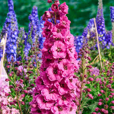 Image result for Delphinium