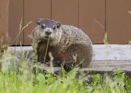 Their favorite foods include young, tender greens like lettuce and cabbage, as well as cantaloupes, green beans, cucumbers, zucchini, and corn. How To Protect Your Garden From Rabbits Woodchucks And Other Pesky Rodents