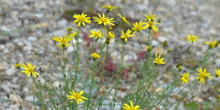 Image result for Senecio polyanthemoides