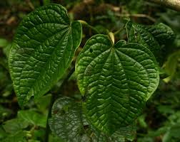 Image result for Piper capense