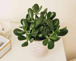 Office plant questions or problems? 12 Houseplants Anyone Can Grow