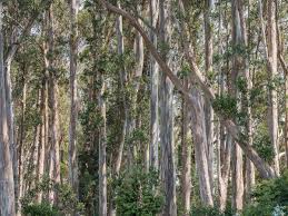 Check spelling or type a new query. The Bay Area S Great Eucalyptus Debate The Atlantic