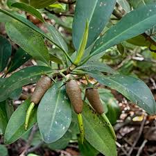 Image result for Rhizophoraceae