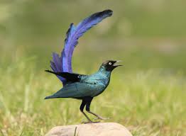 Black And White Bird With Orange Beak And Long Tail Long Tailed Glossy Starling Bird Pictures Beautiful Birds Most Beautiful Birds