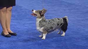 This beautiful red merle little lady is ready to go to her new forever home. National Dog Show Cardigan Welsh Corgi 2017 Herding Group Nbc Sports