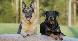 German shepherd puppies are smart enough to respond to name changes. German Shepherd Rottweiler Mix Breed Facts Information