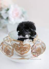 Thank you for starting here first! The Cutest Little Shih Tzu Puppies For Sale Teacup Puppies Boutique