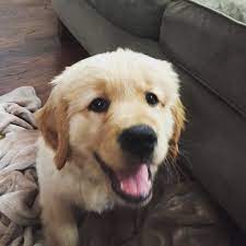 Thegoldenbabe On Instagram Animaladdicts Animaladdicts Adorable Animals Adorable Adorableanimals Goldenretriever Animals Cute Animals Golden Retriever