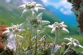 Www Ofspiritandsoul Com Edelweiss Flower Rare Flowers Flowers