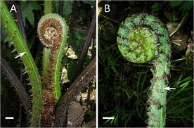 Image result for Cyathea thomsonii