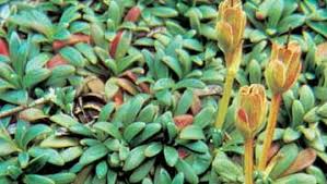 Image result for Sladeniaceae