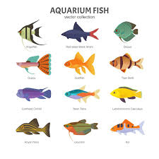 18 popular types of aquarium fish