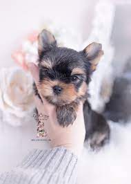 1 954 985 8848 In 2020 Teacup Puppies For Sale Teacup Puppies Puppies