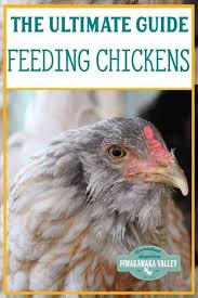 Tomatoes or cucumbers can be sliced into large chunks. Ultimate Guide To Feeding Chickens What Can Chickens Eat List