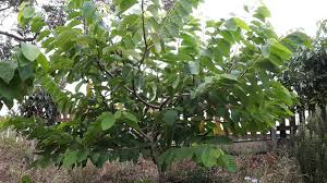 Some of the other trees widely grown are annona reticulata, annona cherimola (cherimoya) and annona scleroderma. Our Paxton Prolific Custard Apple Urban Fruit Farmer Facebook