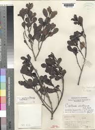 Image result for Pyrostria