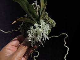 Image result for Rhipidoglossum bilobatum