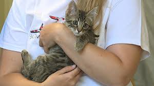 Search for dogs for adoption at shelters near maryland, md. Dozens Of Shelters Offering Free Cat Kitten Adoptions For The Maryland 2000 Adoption Campaign