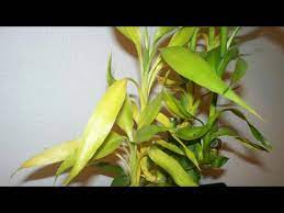 Timber bamboo is mostly yellow, but color does vary. Lucky Bamboo Plant Leaves Turning Yellow Youtube