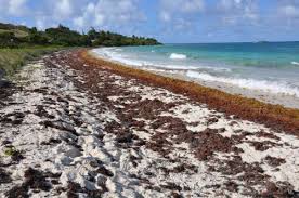 We Dying, It Stinks, I Can'T Sleep” – Dennery And Micoud Residents  Frustrated With Seaweed Problem – My Vue News