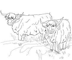 Be sure to sign up for our newsletter on the website because that is how i announce any cows or calves that are for sale. Scottish Highland Cattle Coloring Page Free Printable Coloring Pages Highland Cattle Cow Coloring Page Coloring Pages